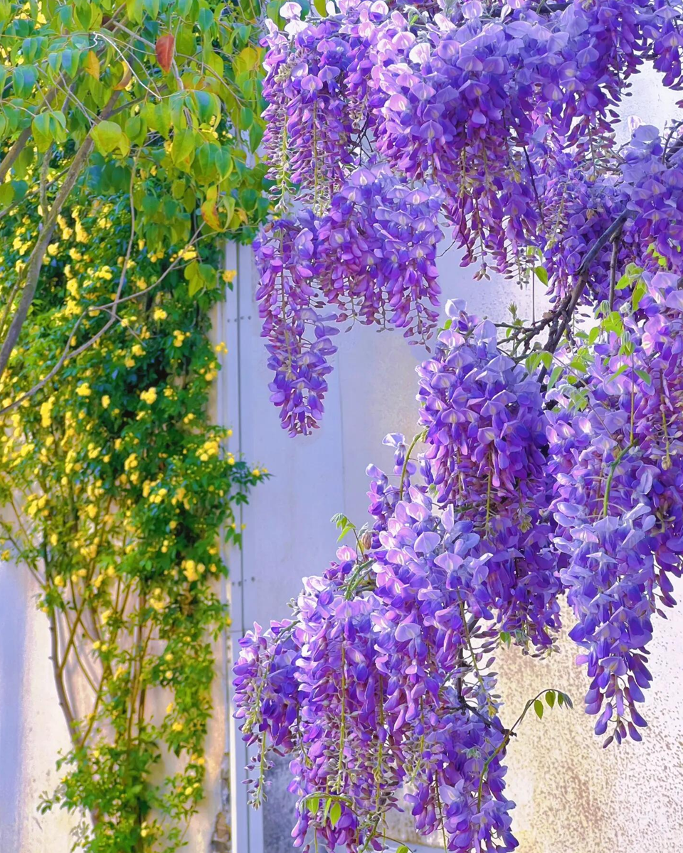 Wisteria Seeds - Purple