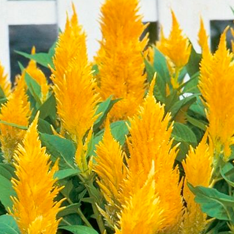 500 Pcs Plumed Castle Celosia Seeds