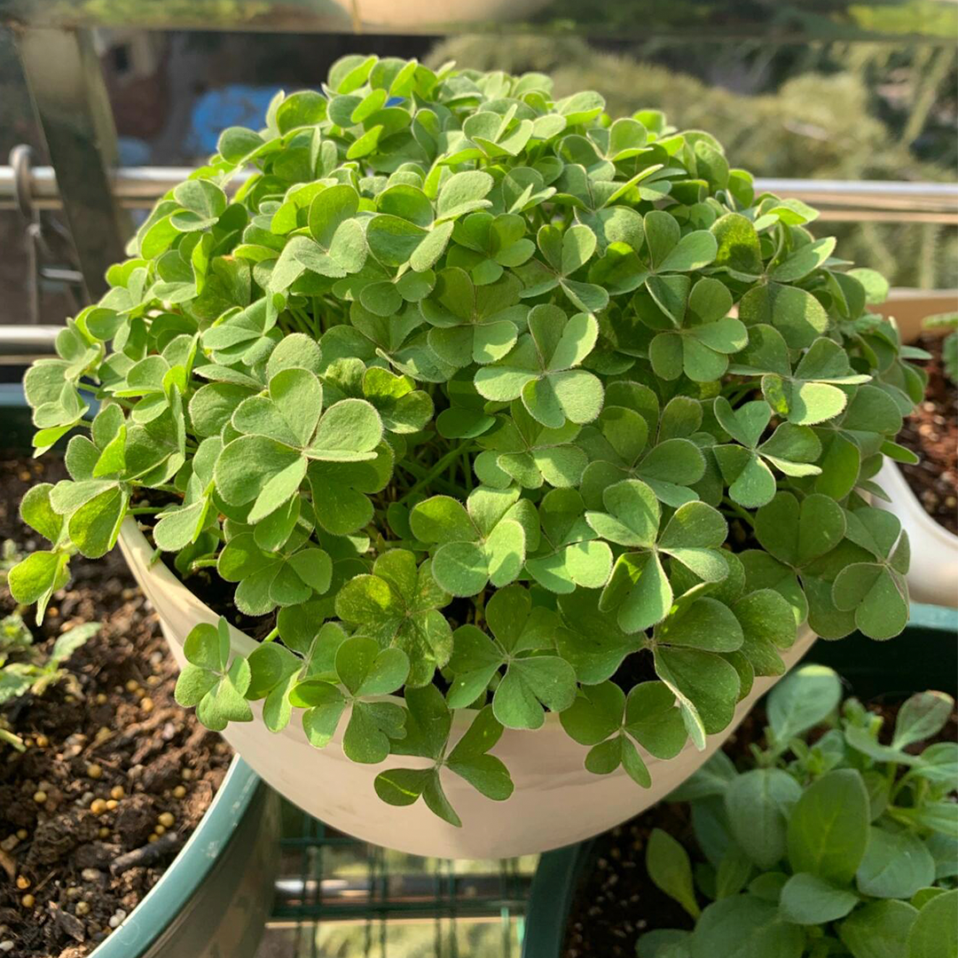 Oxalis Triangularis - Green Shamrock