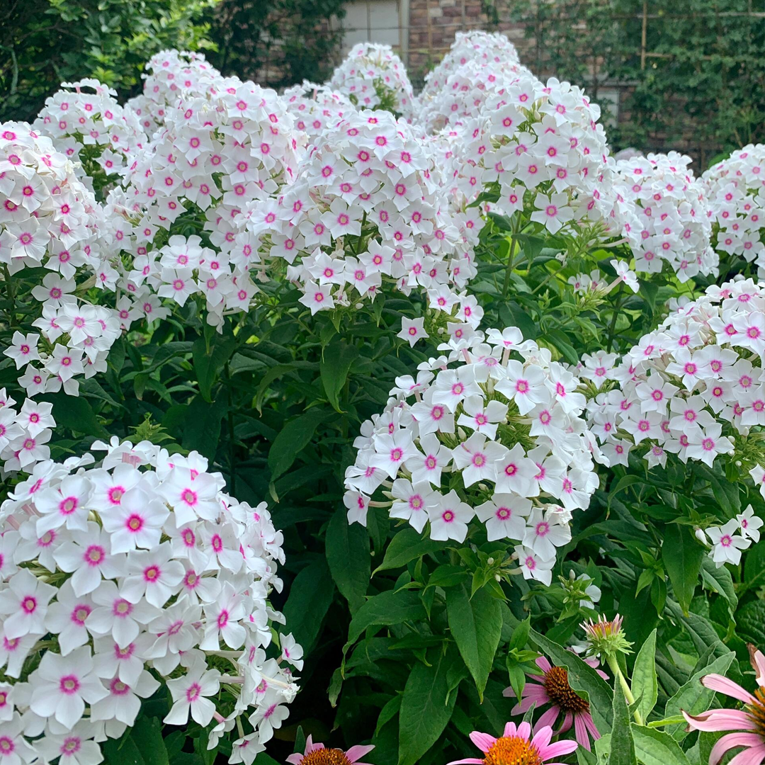 Garden Phlox Seeds - Mix