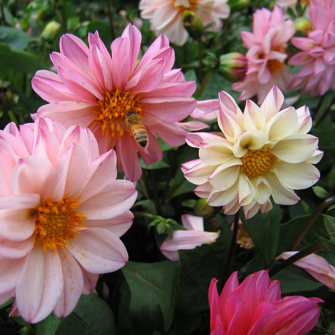 Dahlia Seeds - Mixed