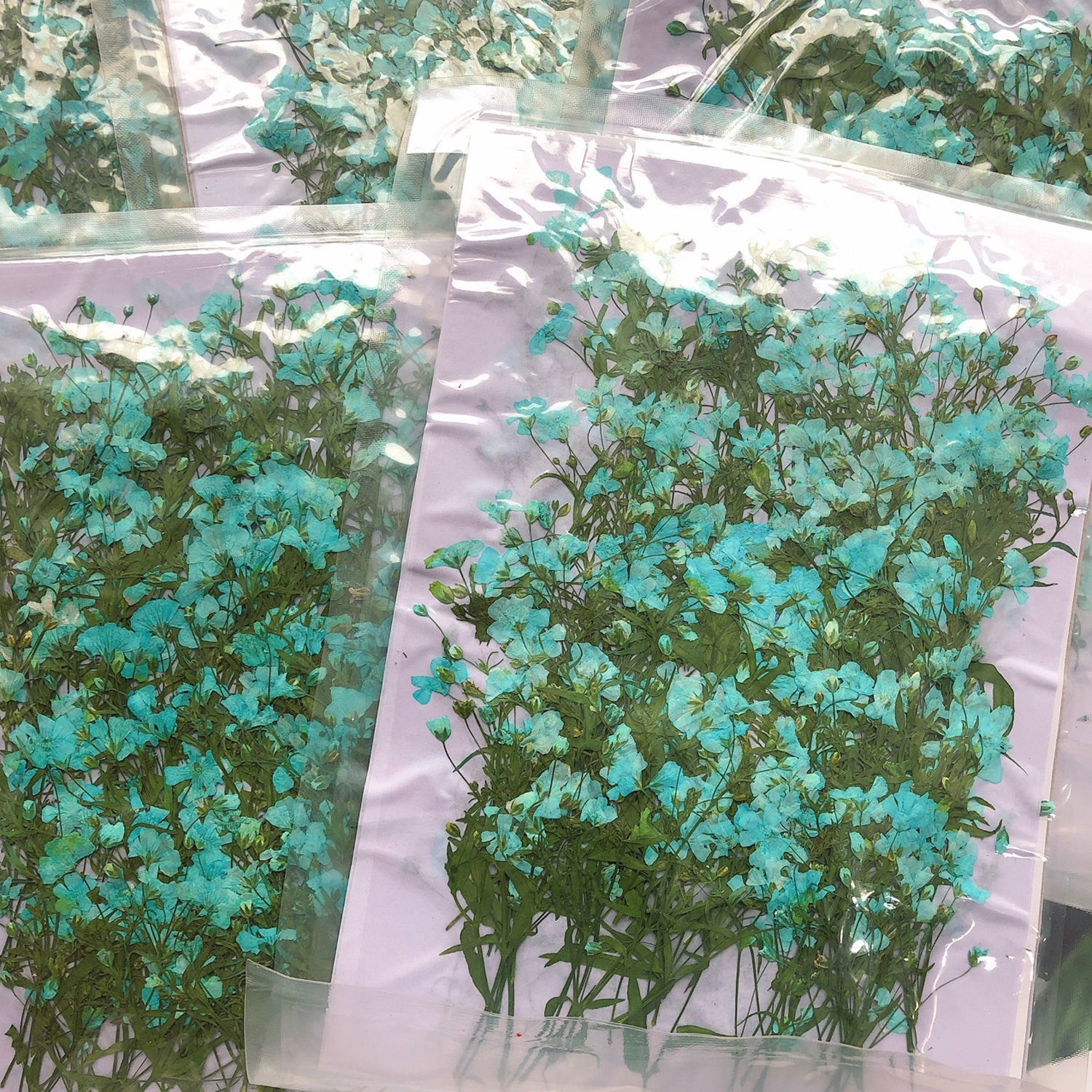 Gypsophila Dried Flower Package