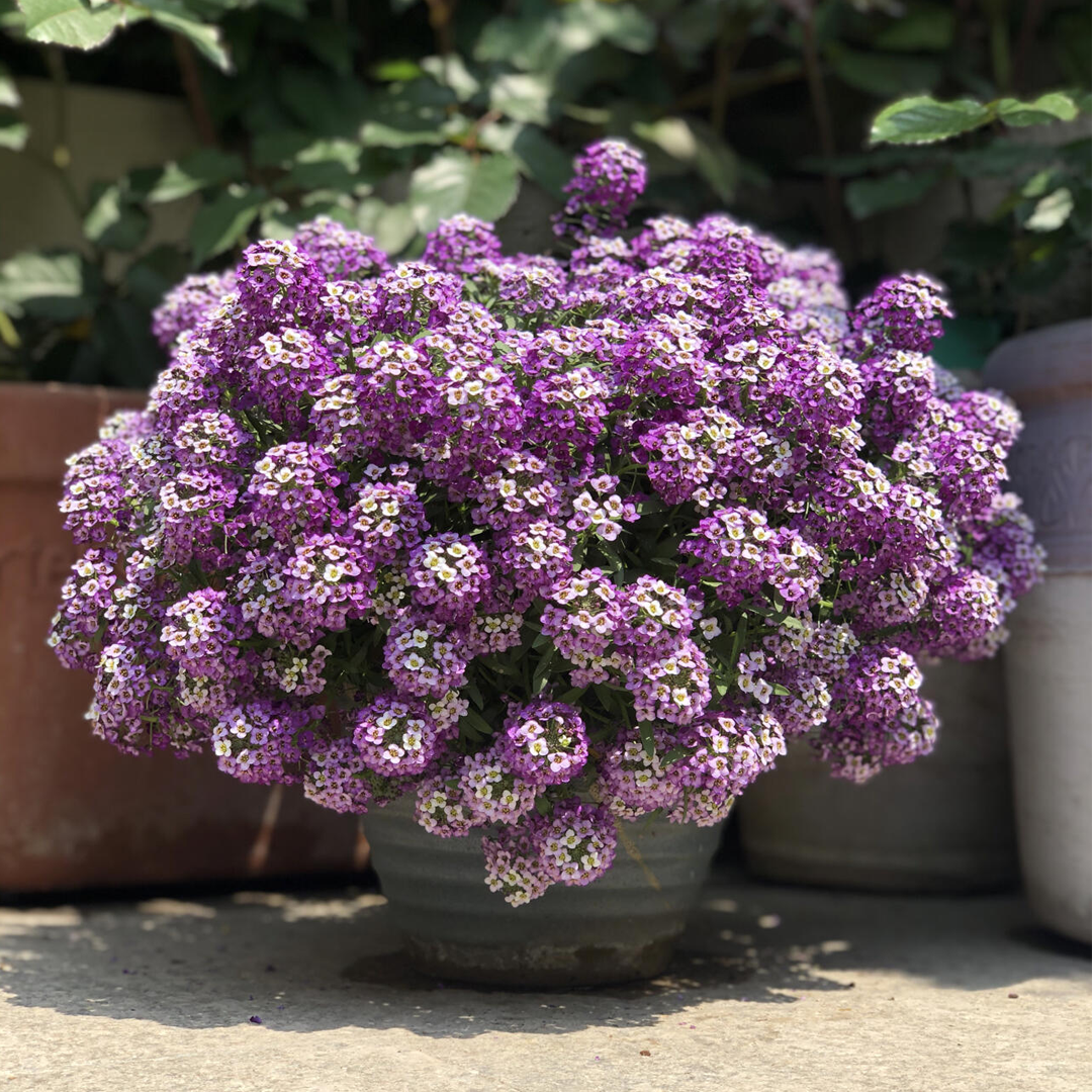 Sweet Alyssum Seeds (Dwarf)
