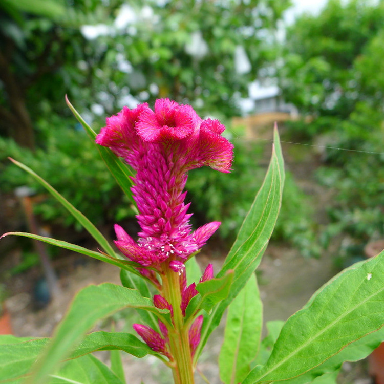 500 Pcs Cockscomb Celosia Seeds