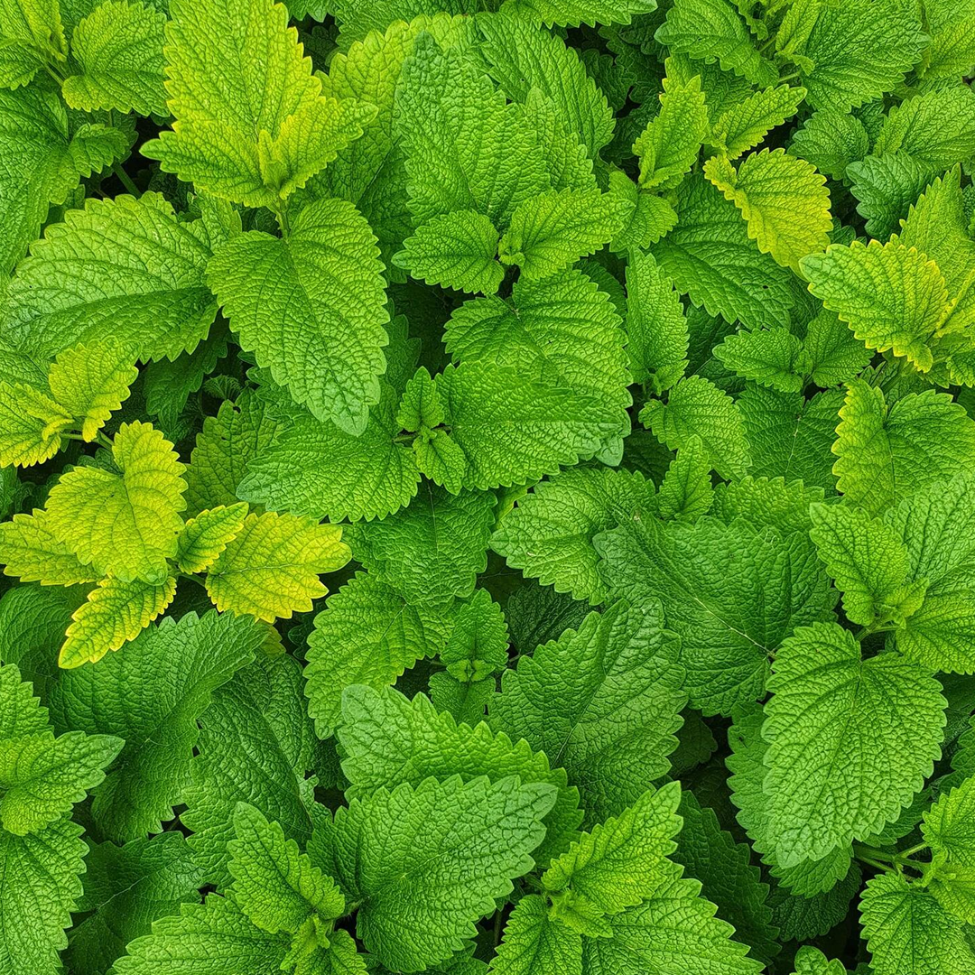 Spearmint Seeds