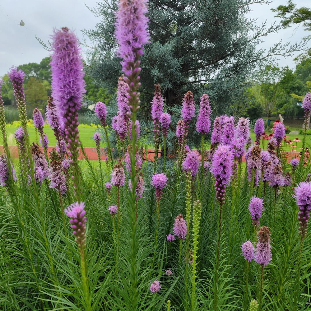 Gayfeather / Blazing Star Seeds