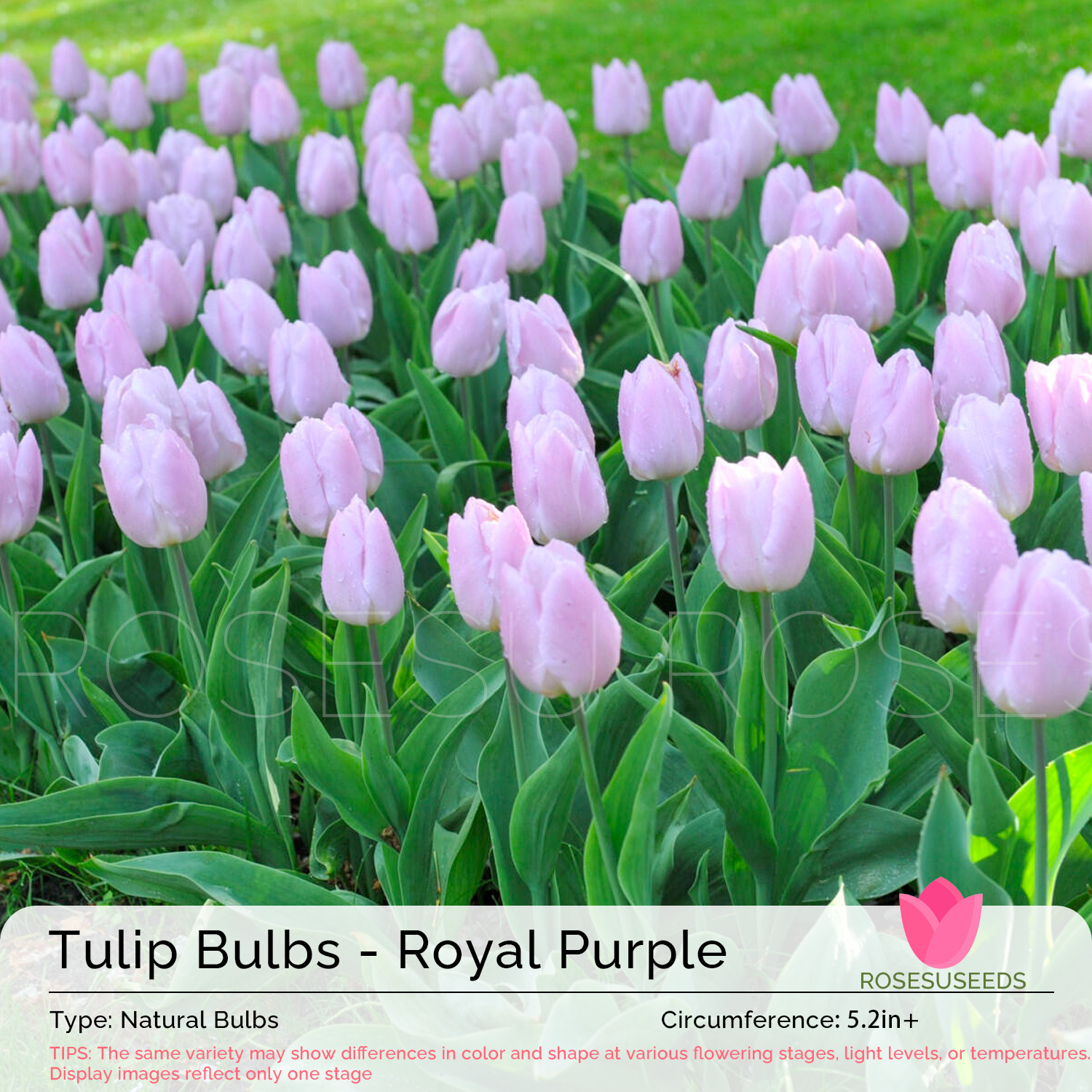 Tulip Bulbs - Royal Purple