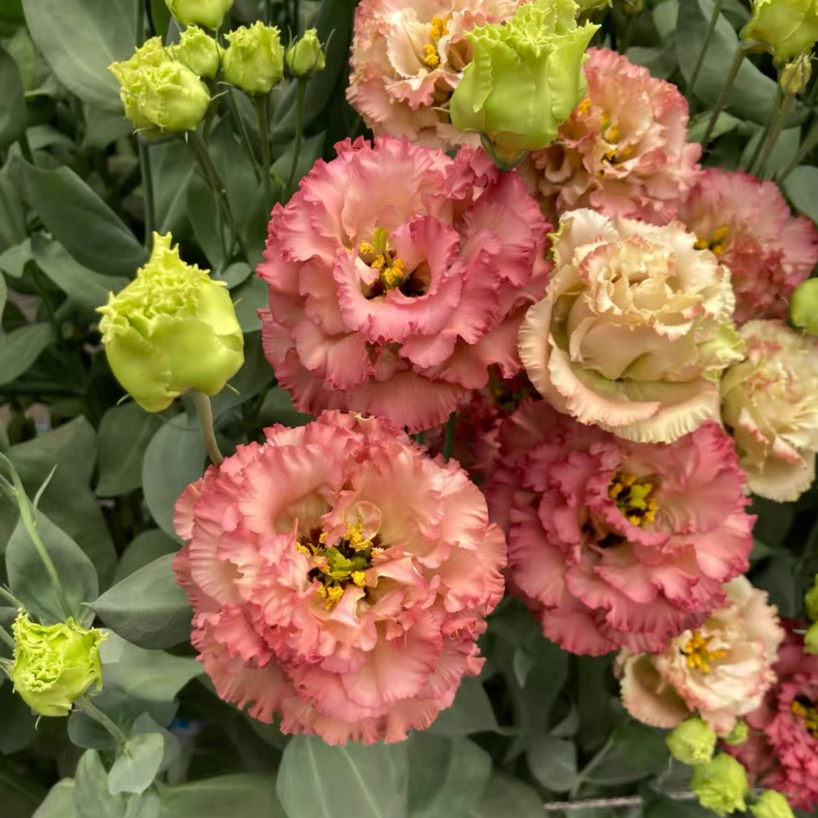 Lisianthus / Eustoma Grandiflorum Seeds - Thornless Rose