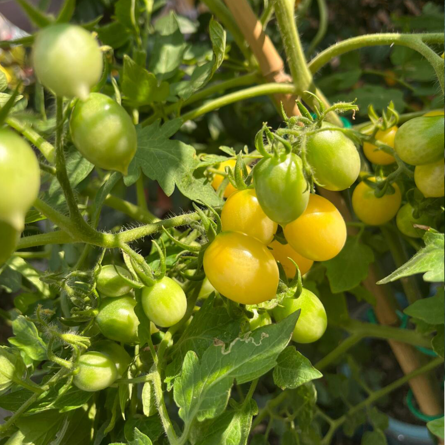 Cherry Tomato Seeds - Barry's Crazy