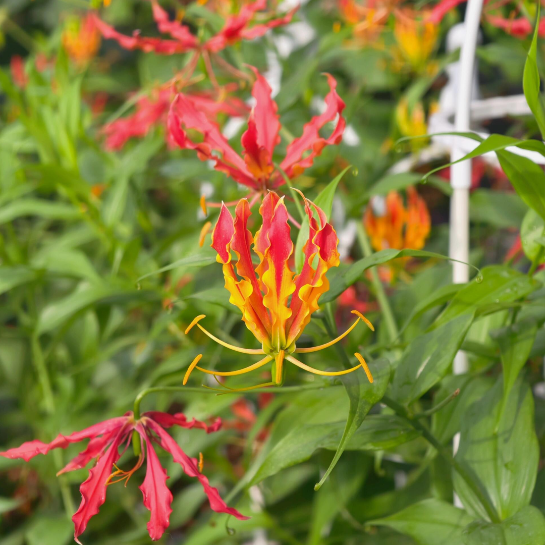 Fire Lily Bulbs - Mix