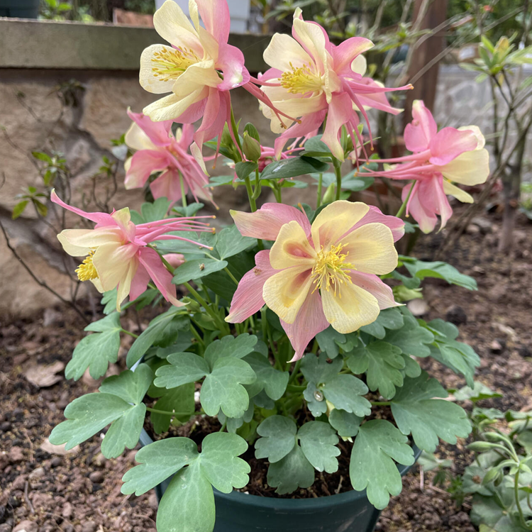 Columbine Seeds