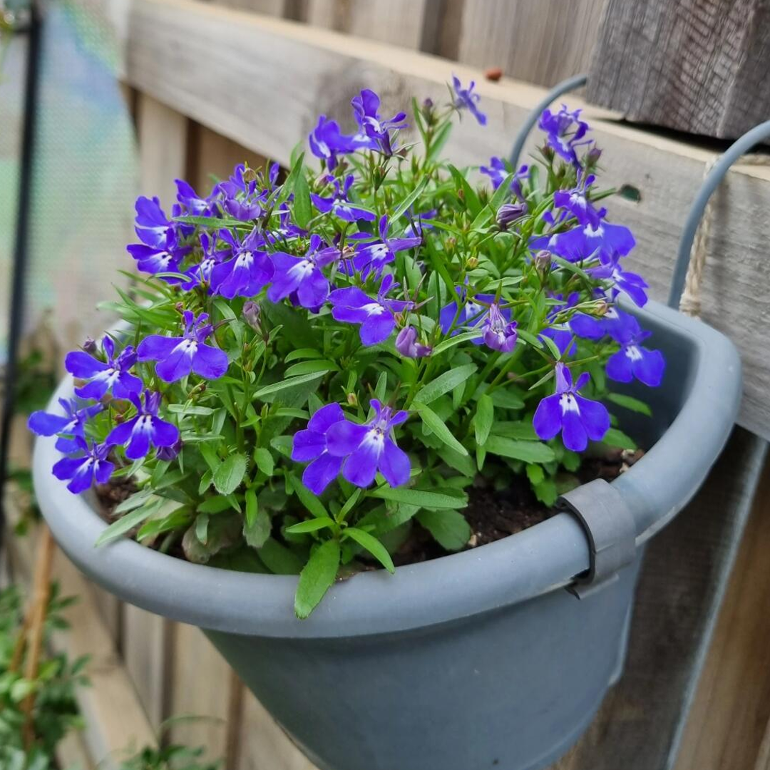 Lobelia Seeds - Blue Carpet