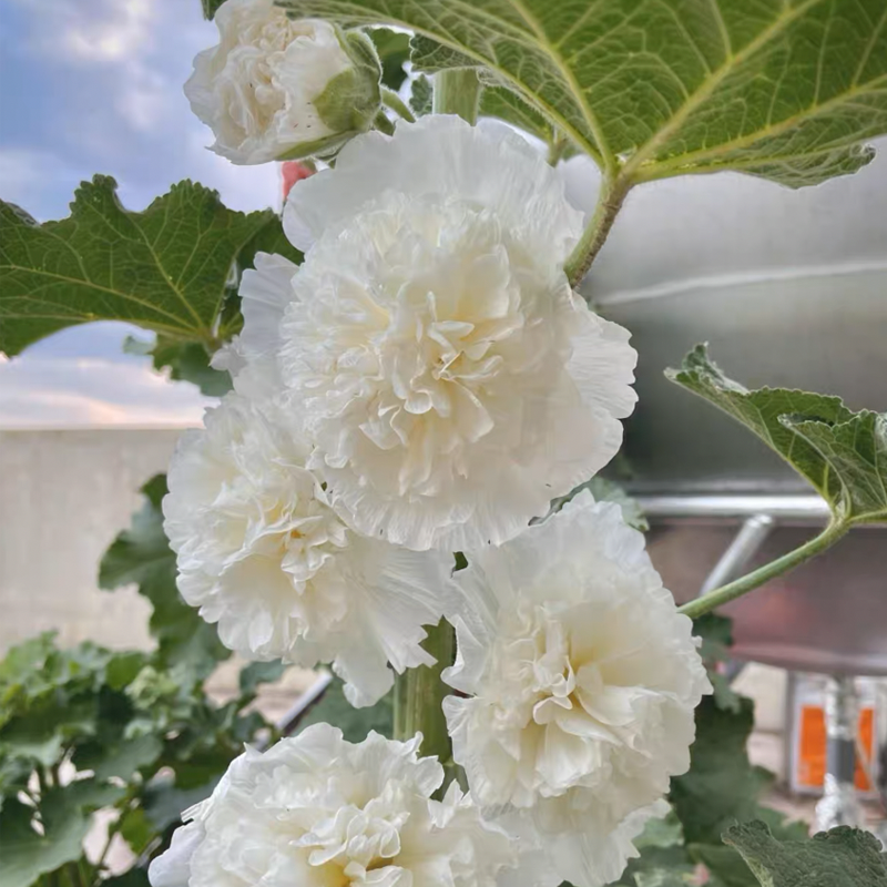 Double Flowered Hollyhock Seeds-500 Pcs / Packet