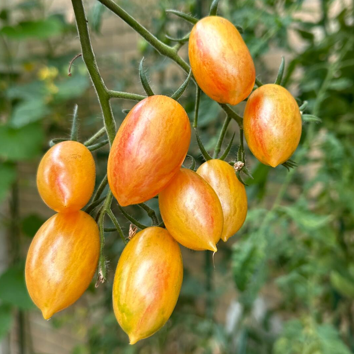 Cherry Tomato Seeds - Blush Tomato