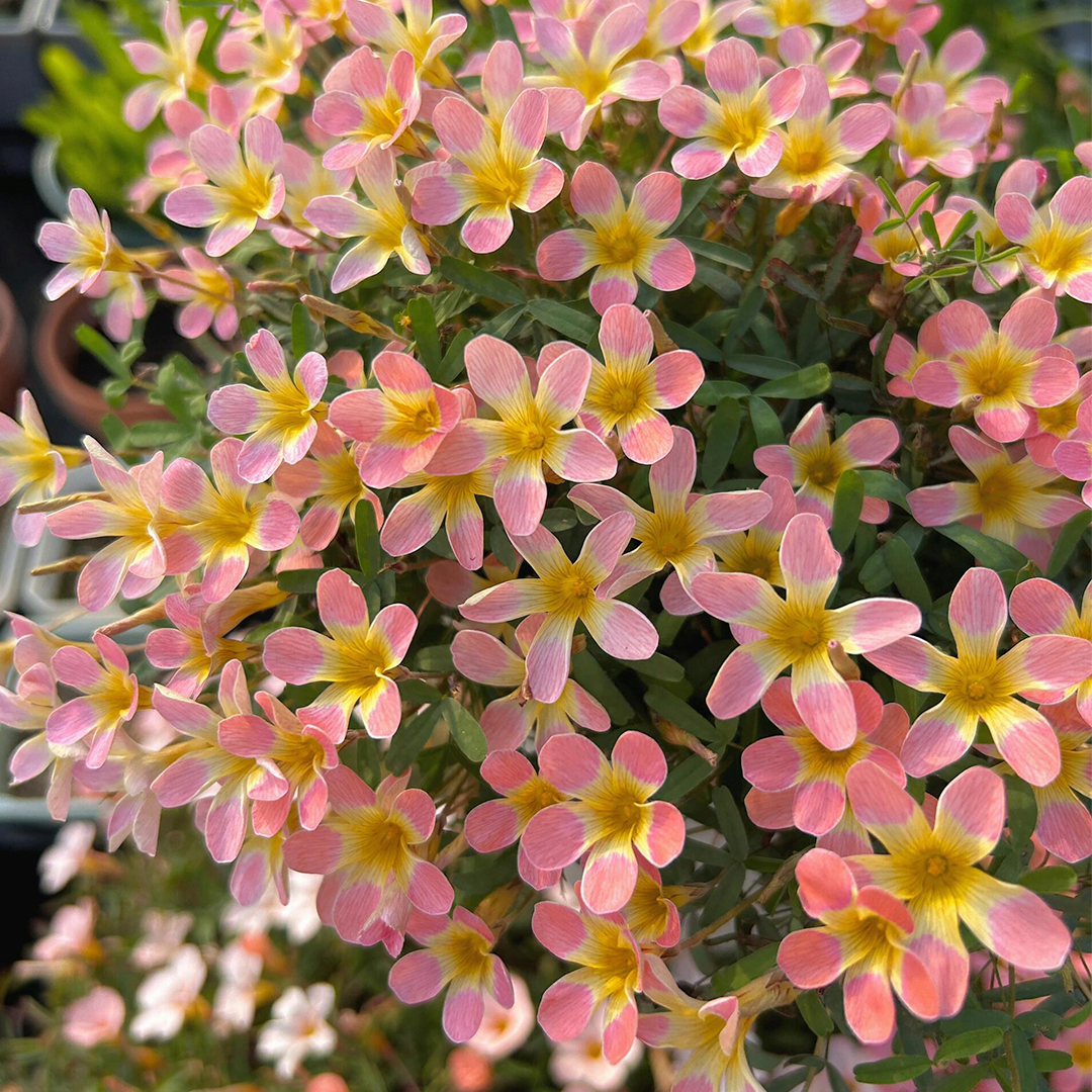 Oxalis - Cut Flower Shamrock