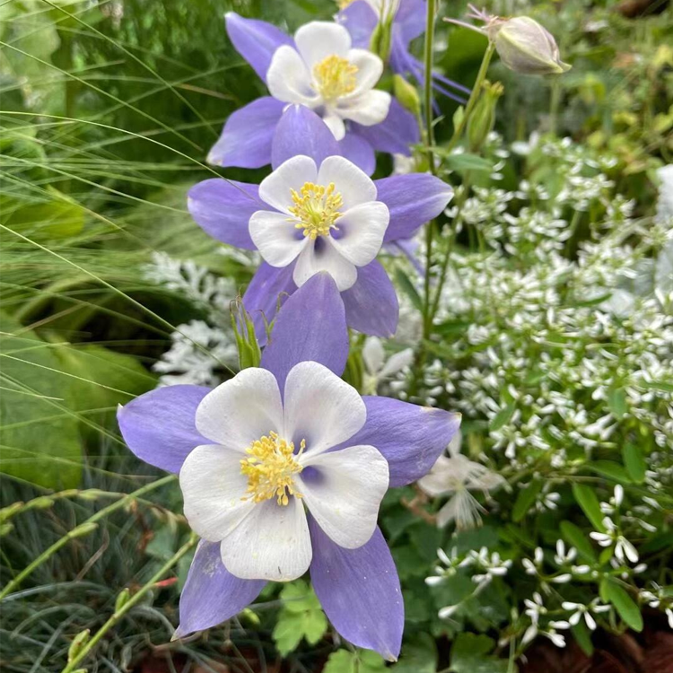 Columbine Seeds