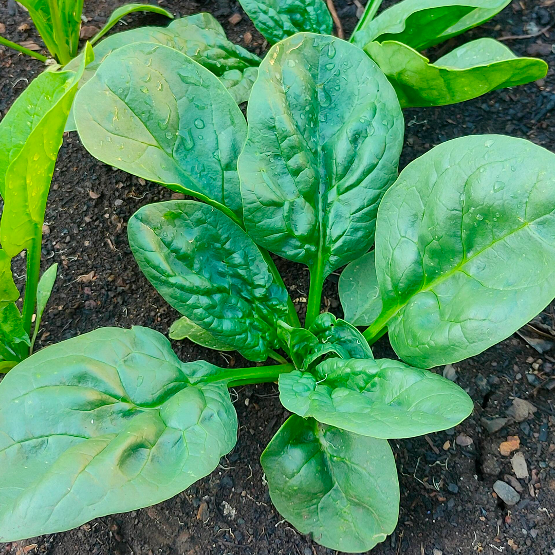 Spinach Seeds - Broadleaf Dwarf