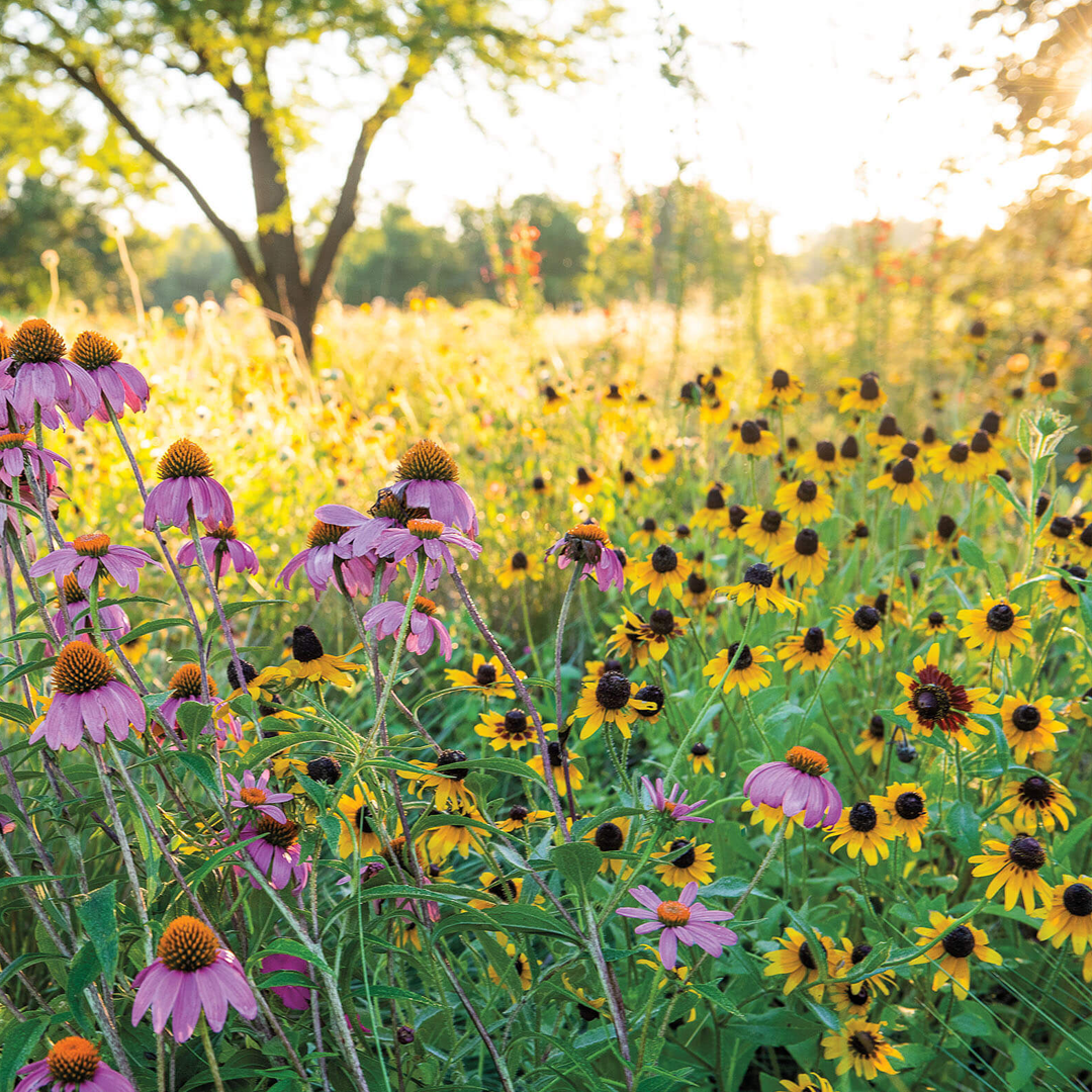 Purple Coneflowers&Black Eyed Susan Mix