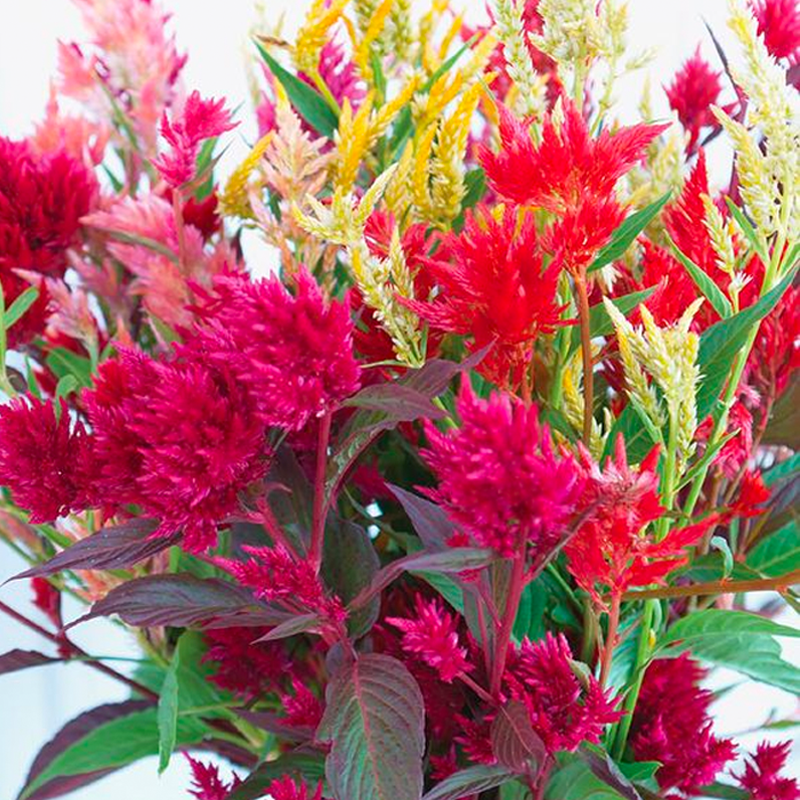 500 Pcs Plumed Castle Celosia Seeds