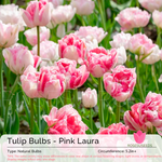 Tulip Bulbs - Pink Laura