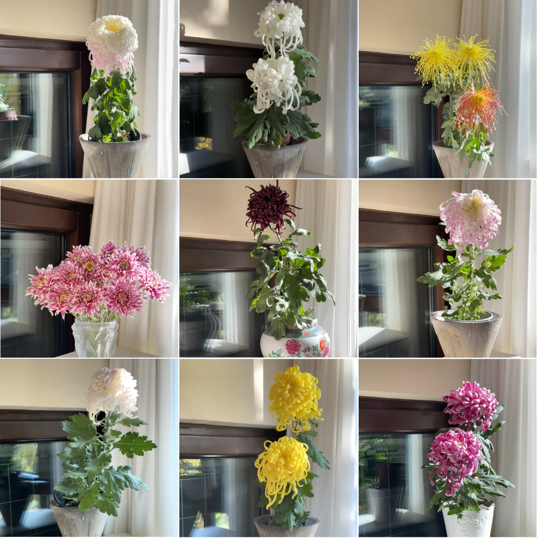 Large-flowered Chrysanthemum