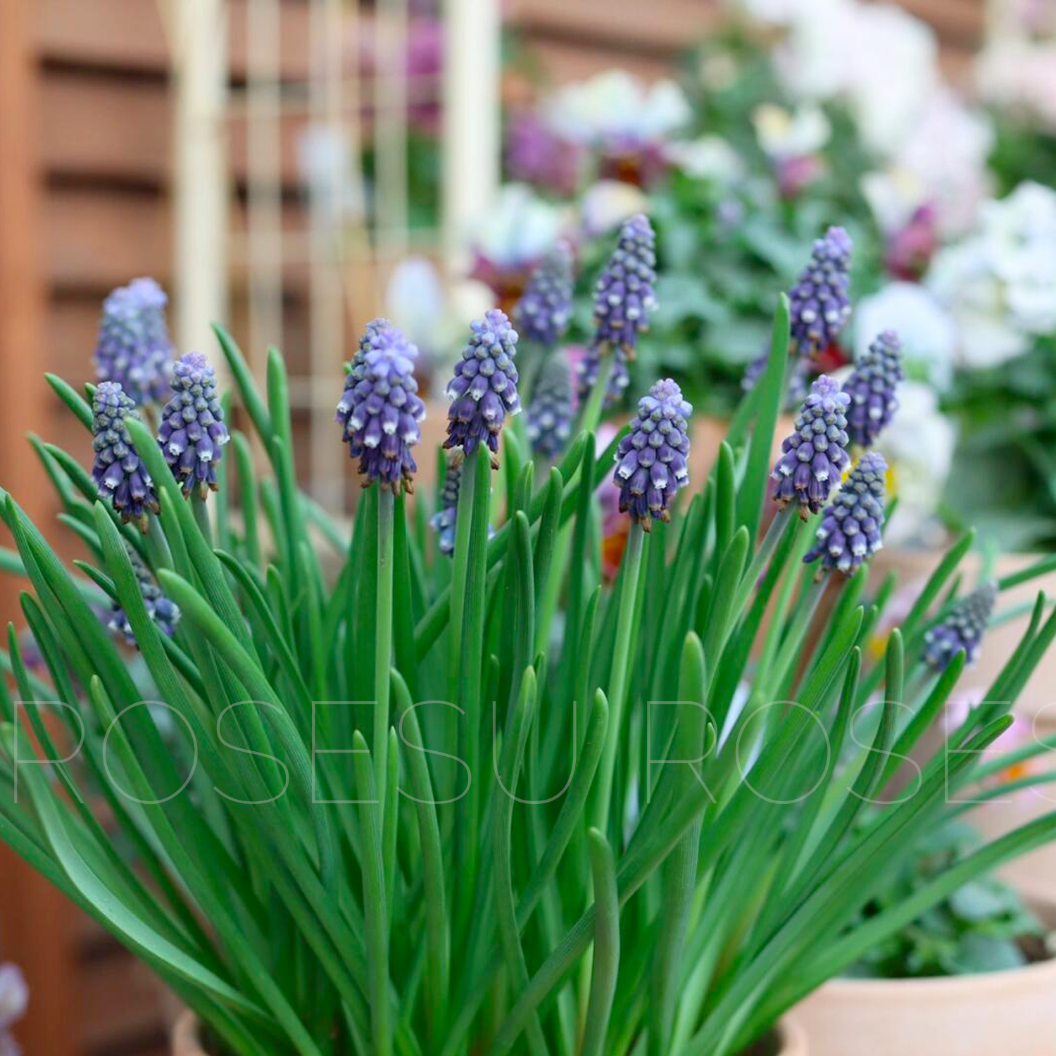 Grape Hyacinths