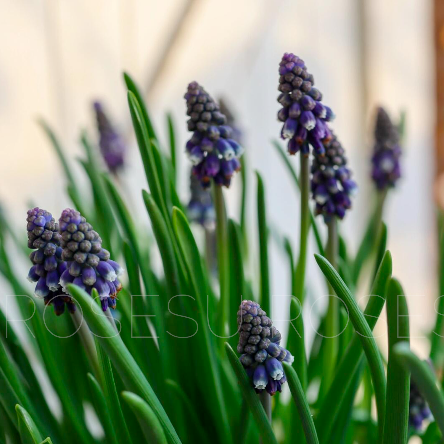 Grape Hyacinths