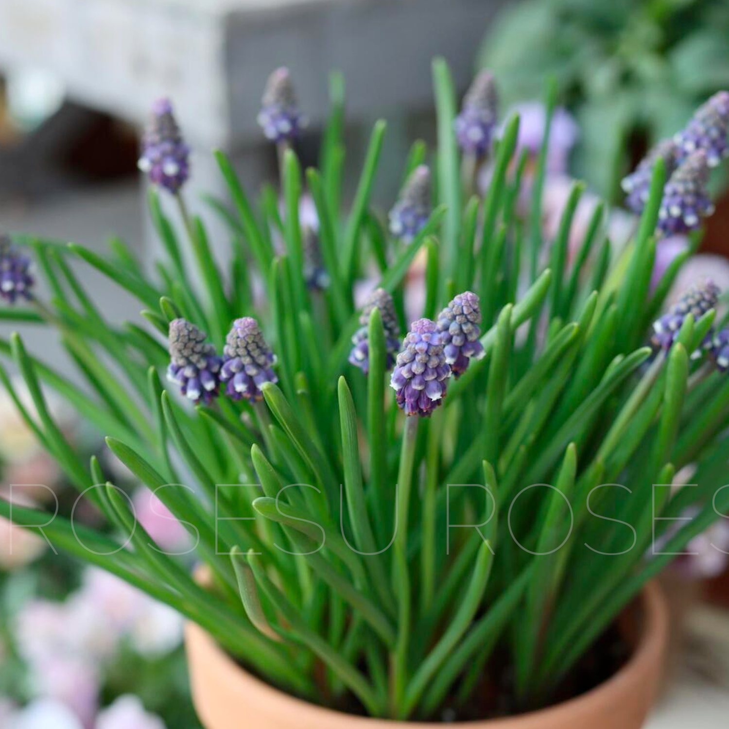 Grape Hyacinths