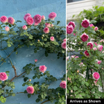 Thornless Climbing Rose Plant - Luoyi