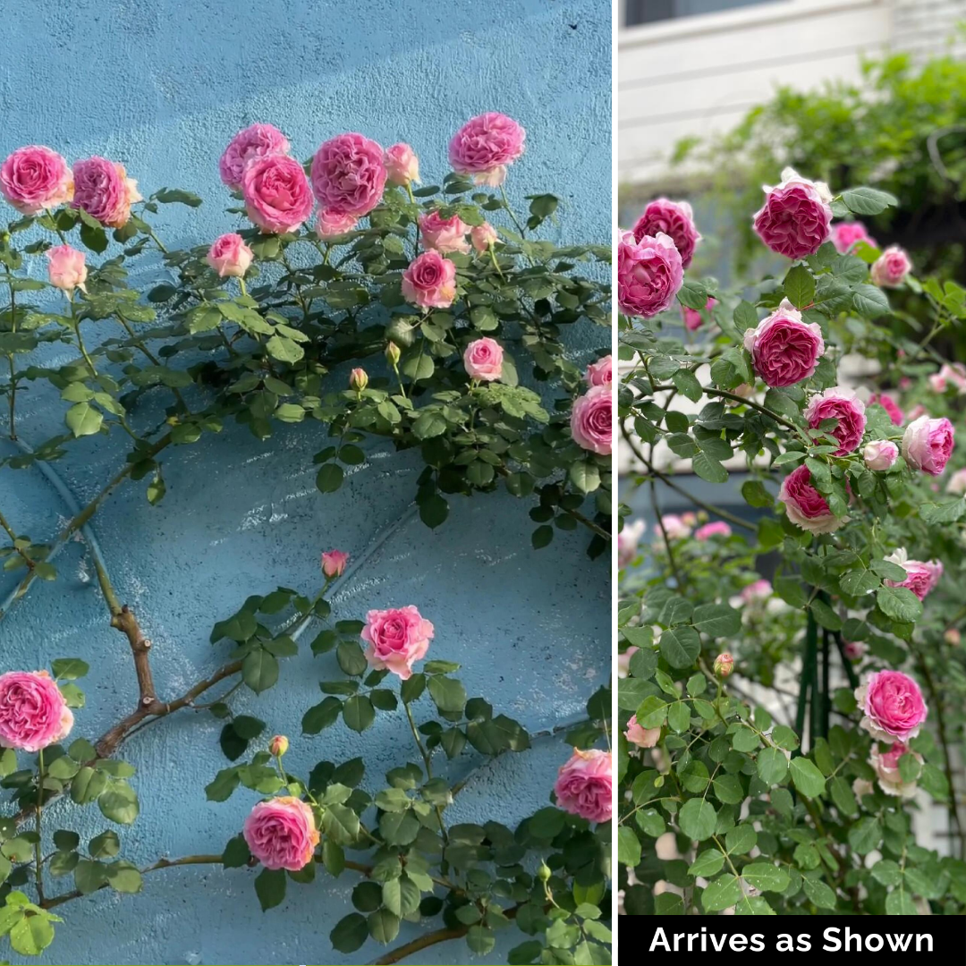 Thornless Climbing Rose Plant - Luoyi