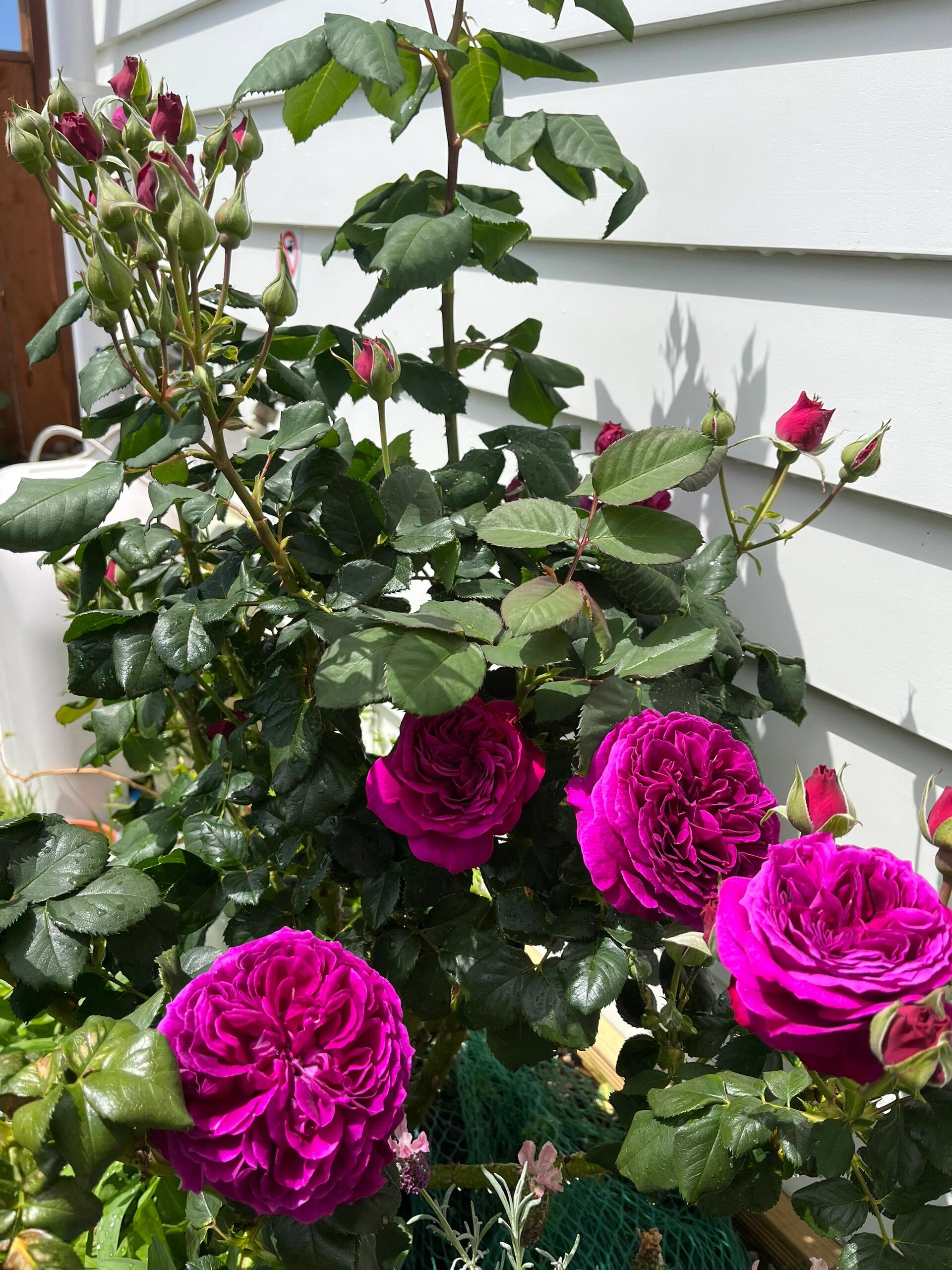RSU Self-Bred Roses Plant- Zi Rong