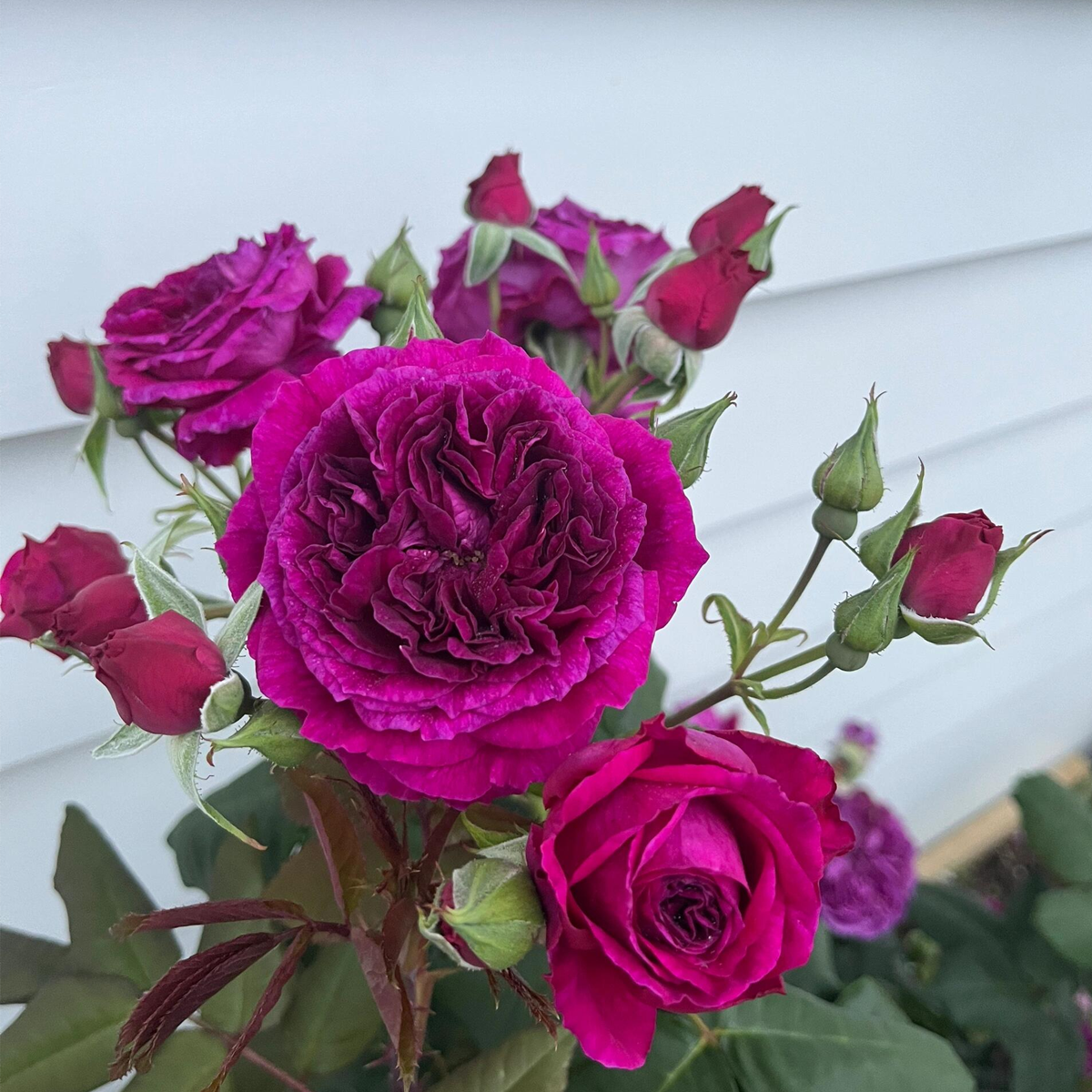 RSU Self-Bred Roses Plant- Zi Rong
